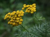 Tanacetum vulgare