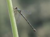 Lestes viridis
