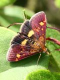 Pyrausta aurata