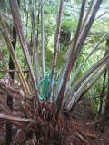 hanging out in the crown of a tree fern