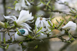 magnolia hiding place