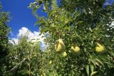  Ripe Pears Await Picking