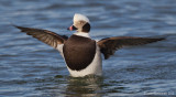 Long-tailedDuck55c4643.jpg