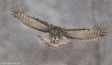 GreatGrayOwl11c5901.jpg