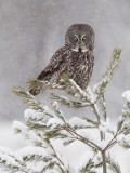 GreatGrayOwl21c5971.jpg