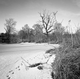 Snow Covered Pond