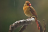 Cardinal waiting in the rain