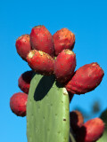 Prickly Pear Cactus