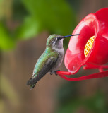 Hummingbird, female Annas