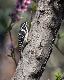 Nutalls Woodpecker (female)