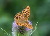 Silver-washed-Fritillary