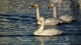 Three Whooper swans_City Pond Reykjavik 