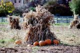 Pumpkins at Greenfield Village 92.jpg