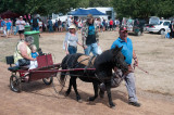 Pony trap rides, Evandale Village Fair