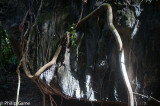 Unspoilt island forests
