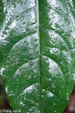Rainforest plants
