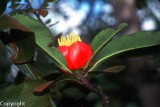 Montrouziera gabriellaei Endemic to nickel-rich soils of the maquis minier