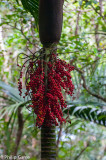 Endemic Niau palm bearing fruit