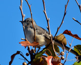 Northern Mockingbird (?)