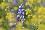 CA - Lupine & Mustard 2.jpg