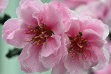 CA - Cherry Blossom 4.jpg