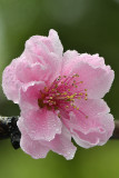 Cherry Blossom 6.jpg