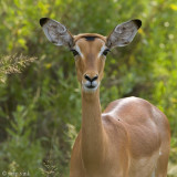 Impala - Impala - Aepyceros melampus