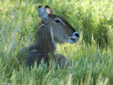 Waterbuck - Waterbok - Kobus ellipsiprymnus