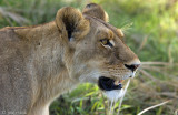 Lion - Leeuw - Panthera Leo