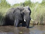 African Elephant - Afrikaanse Olifant - Loxodonta africana