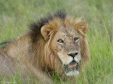 Lion - Leeuw - Panthera Leo