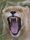 Lion - Leeuw - Panthera Leo