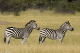Plains Zebra - Steppenzebra -  Equus quagga burchellii