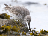 Knot - Kanoet - Calidris canutus