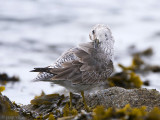 Knot - Kanoet - Calidris canutus