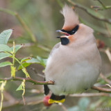 Bohemian Waxwing - Pestvogel - Bombycilla garrulus