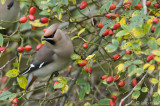 Bohemian Waxwing - Pestvogel - Bombycilla garrulus