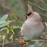 Bohemian Waxwing - Pestvogel - Bombycilla garrulus