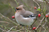 Bohemian Waxwing - Pestvogel - Bombycilla garrulus
