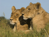 Lion - Leeuw - Panthera leo