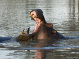 Hippopotamus - Nijlpaard - Hippopotamus amphibius