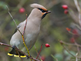 Bohemian Waxwing - Pestvogel - Bombycilla garrulus