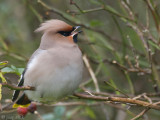 Bohemian Waxwing - Pestvogel - Bombycilla garrulus