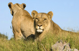 Lion - Leeuw - Panthera leo