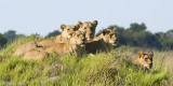 Lion - Leeuw - Panthera leo