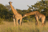 Giraffe - Giraf - Giraffa camelopardelis