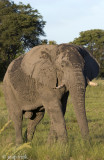 African Elephant - Afrikaanse Olifant - Loxodonta africana