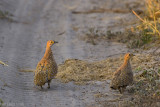 Burchells Sandgrouse - Bont Zandhoen - Pterocles burchelli