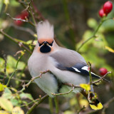 Bohemian Waxwing - Pestvogel - Bombycilla garrulus