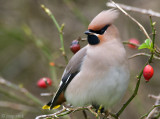 Bohemian Waxwing - Pestvogel - Bombycilla garrulus
